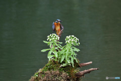フキの花とカワセミ