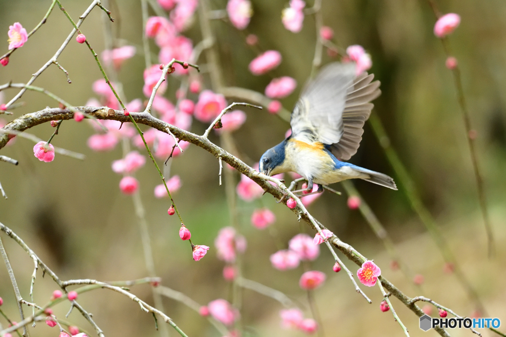 梅とルリビタキ