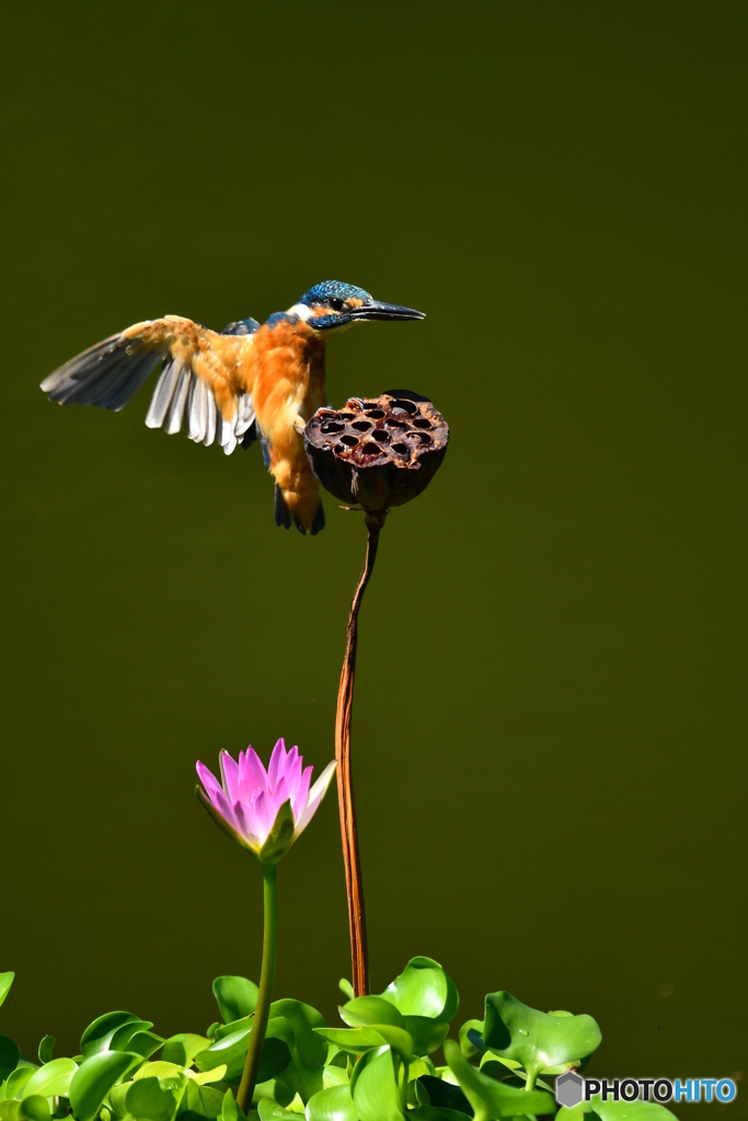 ハスの実とカワセミ