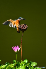 ハスの実とカワセミ