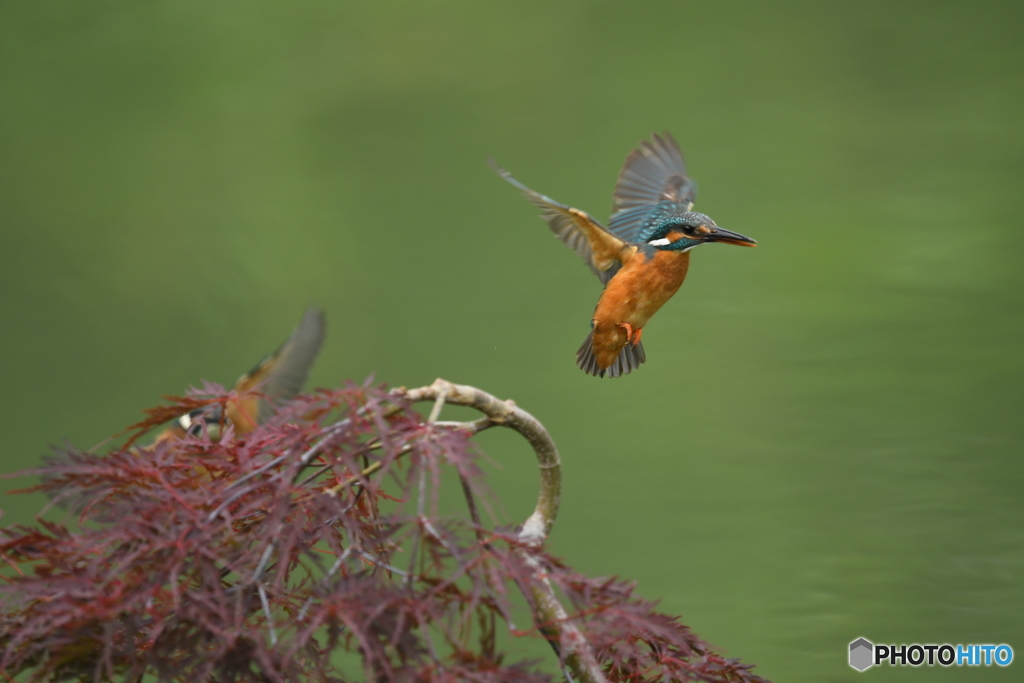 枝垂れ紅葉とカワセミ