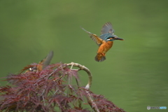枝垂れ紅葉とカワセミ