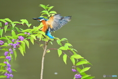 紫式部とカワセミ