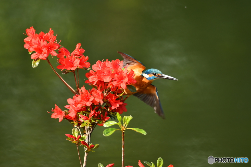 ツツジとカワセミ