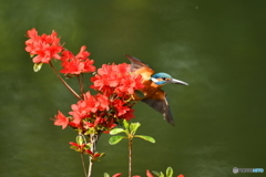 ツツジとカワセミ