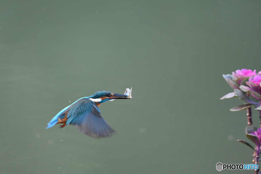 踊り葉ボタンとカワセミ