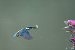 踊り葉ボタンとカワセミ