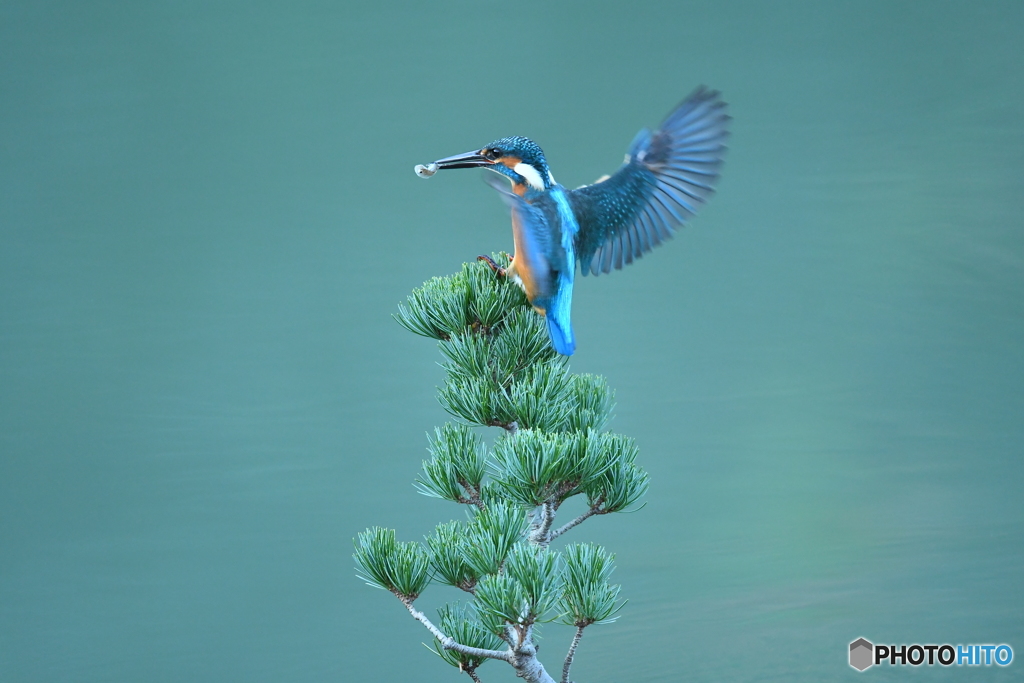 五葉松とカワセミ