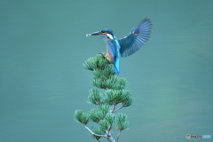 五葉松とカワセミ