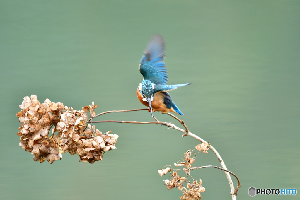 アジサイの枯れ花とカワセミ