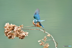 アジサイの枯れ花とカワセミ