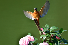 ツバキとカワセミ