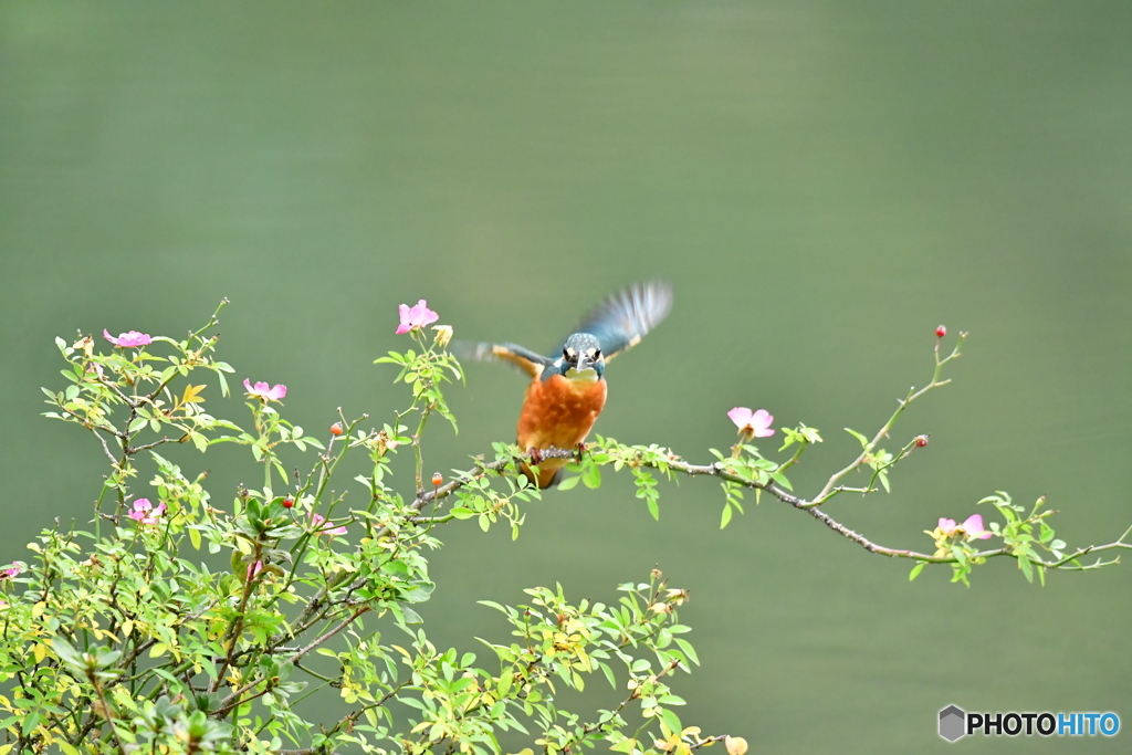 野バラとカワセミ