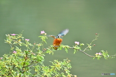 野バラとカワセミ