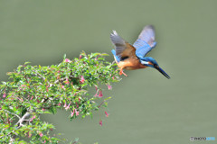 ウグイスカグラとカワセミ