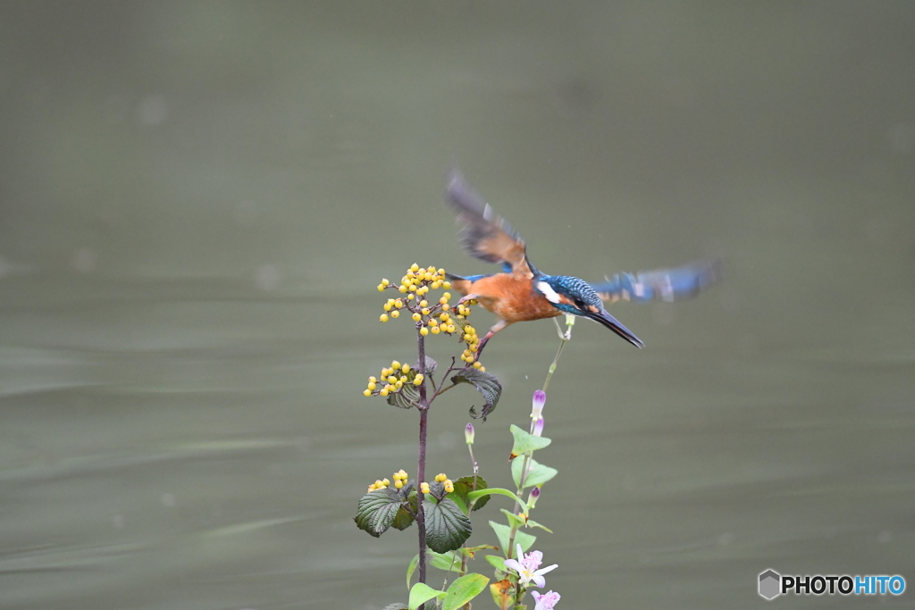 サンザシとカワセミ