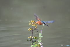 サンザシとカワセミ