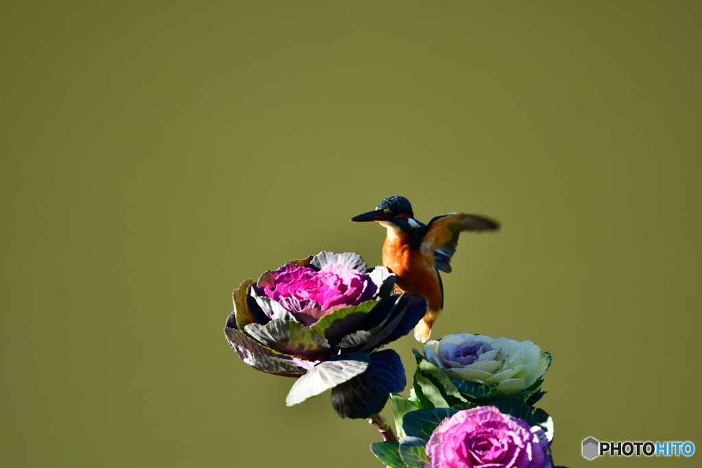 葉牡丹とカワセミ