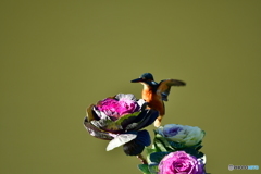 葉牡丹とカワセミ