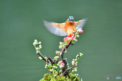ボケの花とカワセミ