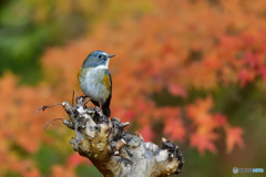 紅葉とルリビタキ