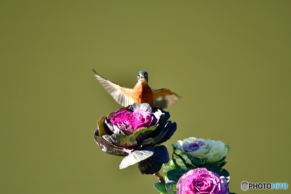 葉牡丹とカワセミ