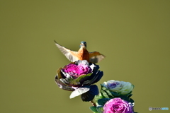 葉牡丹とカワセミ