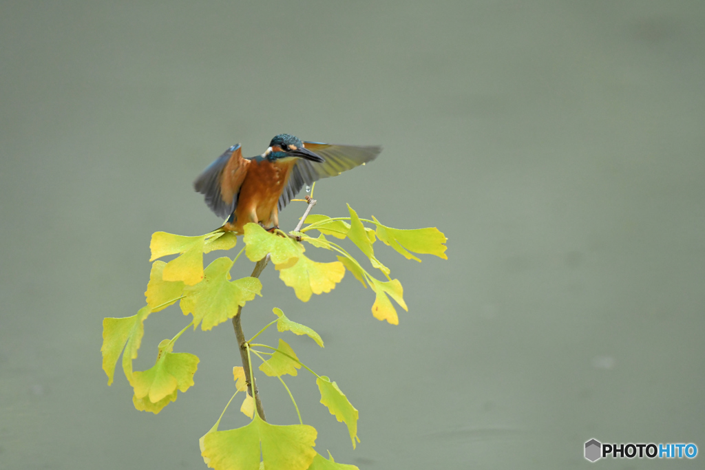 銀杏とカワセミ