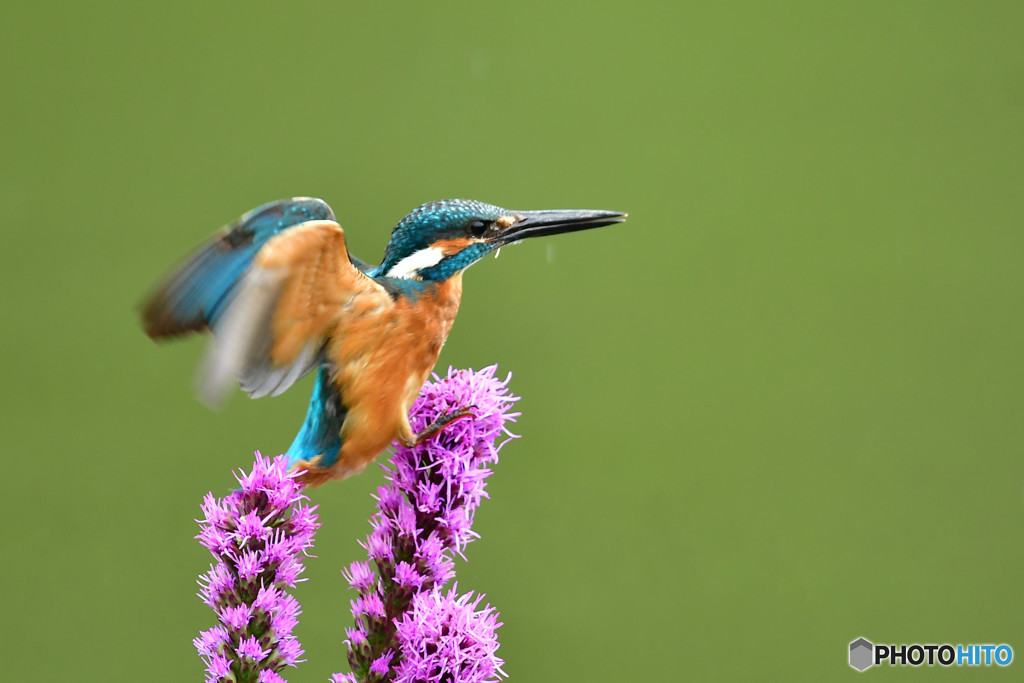 リアトリスとカワセミ
