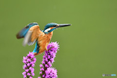 リアトリスとカワセミ