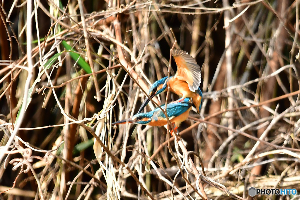 カワセミの交尾