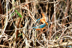 カワセミの交尾