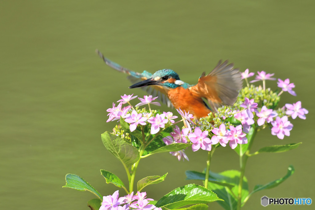 アジサイとカワセミ