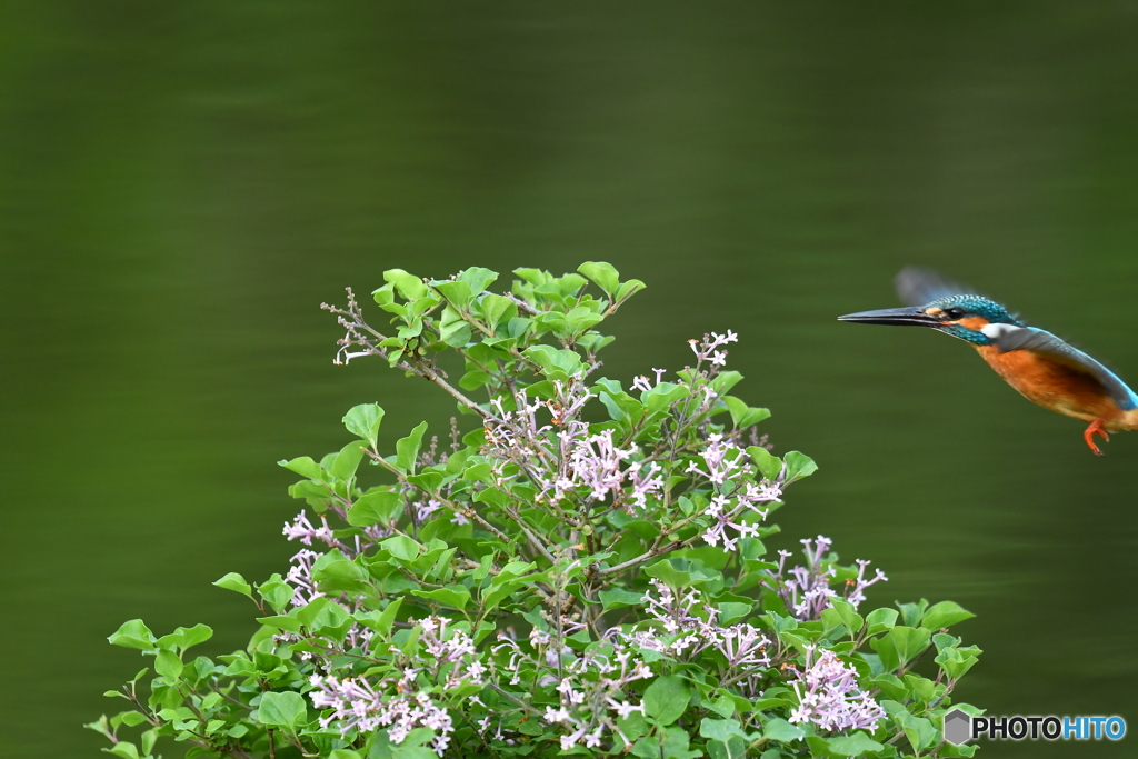 ライラックとカワセミ