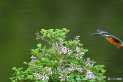 ライラックとカワセミ