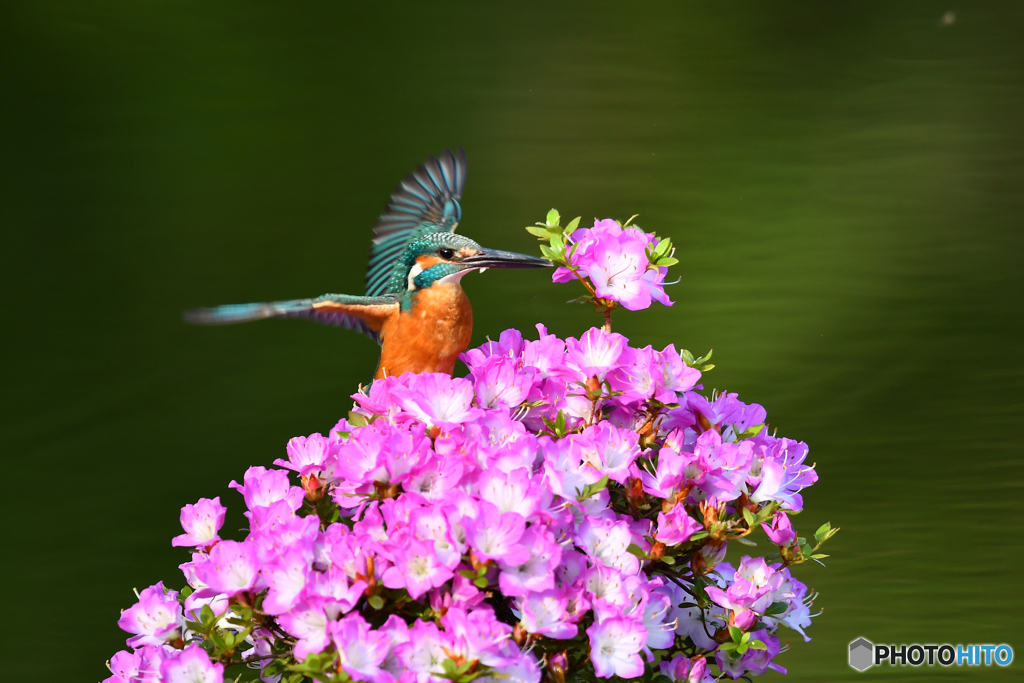 雲仙ツツジとカワセミ
