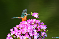 雲仙ツツジとカワセミ