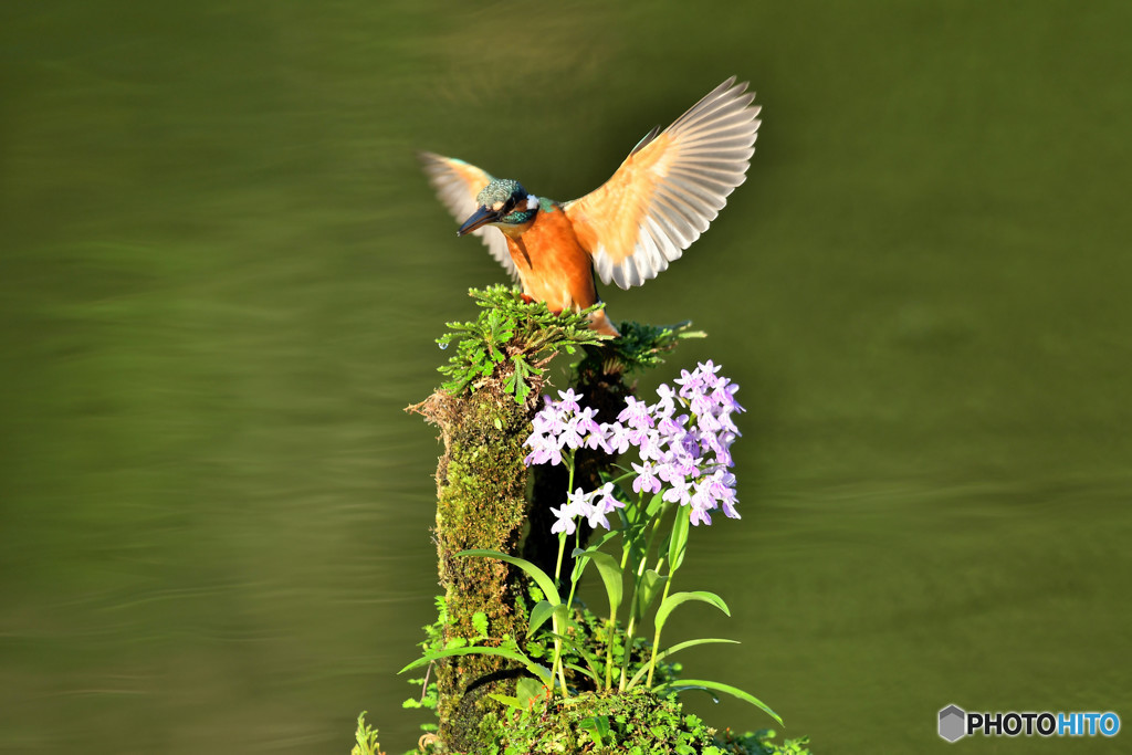 ウチョウランとカワセミと