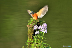 ウチョウランとカワセミと