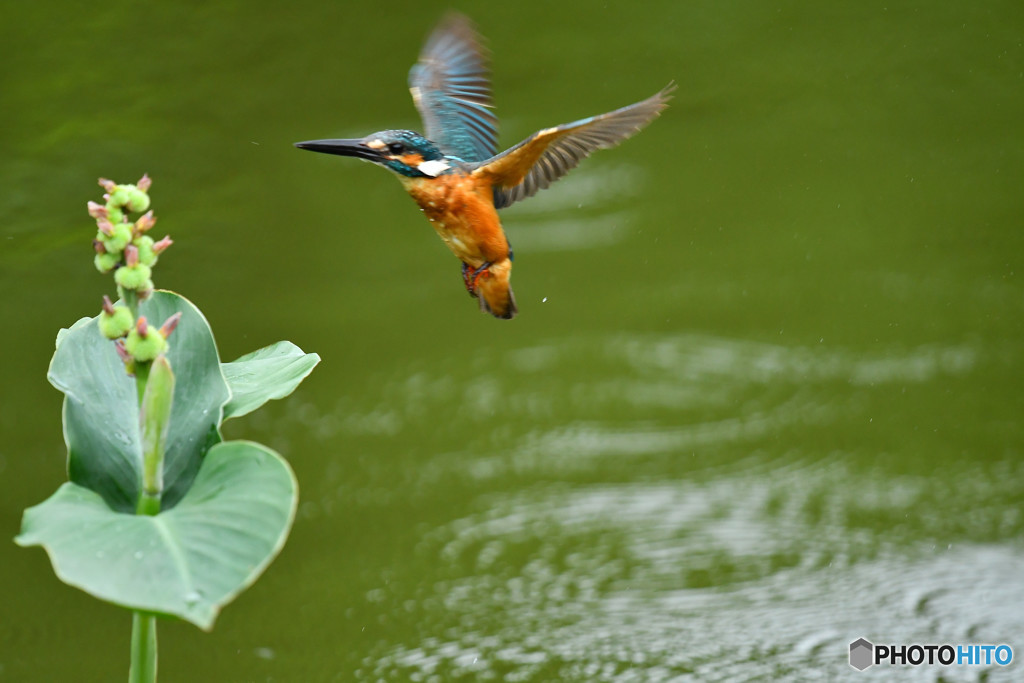 カンナの実とカワセミ