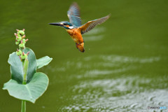 カンナの実とカワセミ