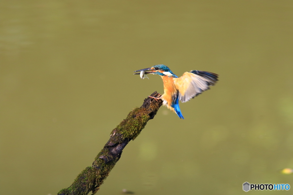 古木とカワセミ