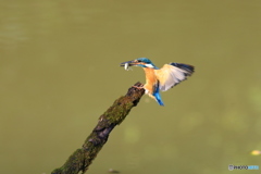 古木とカワセミ