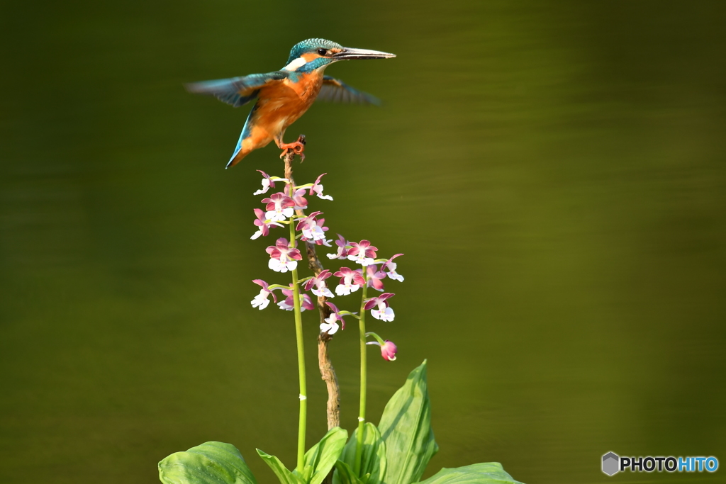 エビネとカワセミ