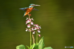 エビネとカワセミ