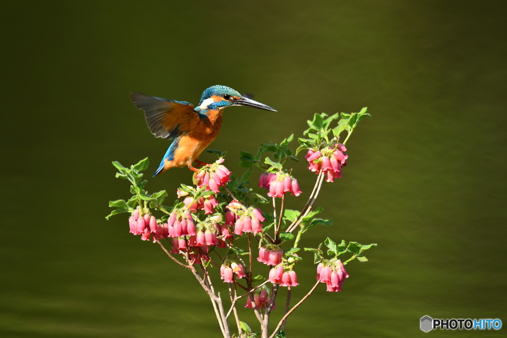 箱根ツリガネツツジとカワセミ