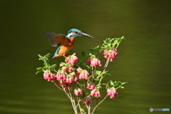 箱根ツリガネツツジとカワセミ