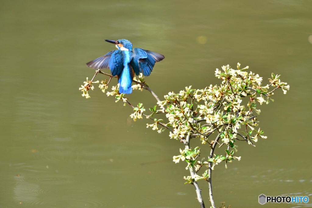グミの花とカワセミ