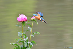 シャクヤクとカワセミ