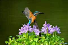 ホテイアオイとカワセミ